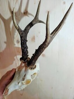 Trofej trofeje parohy parožie zhody....