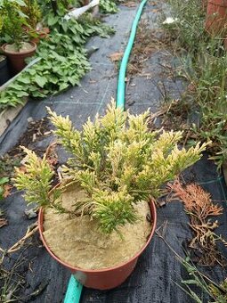 Predám prebytky rastlín borievka limelglow