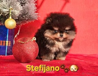 Pomeranian Boo šteniatka