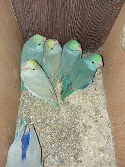 Forpus, papagájik šedokrídly