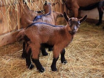 Predám kozľatá