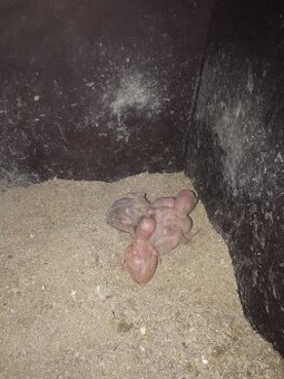 Alexander velky zeleny