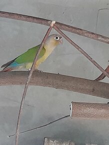 Pyrura zelenolíca
