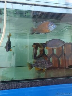 Predám copadichromis borleyi