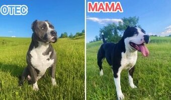 Šteniatka amerického pittbulla