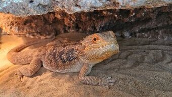 Agama bradata