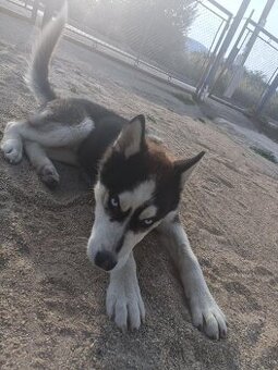 Sibírsky husky