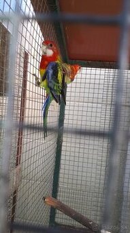 Andulky a rozely