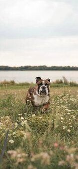 Anglicky buldog