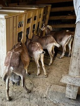 Krmelec,zásobník na seno pre kozy a ovce