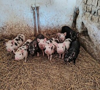 Vietnamské prasiatka , prasatá