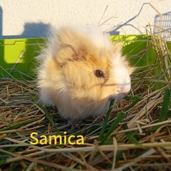 Predám morčatá - 1