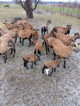 Predám kamerunske ovce