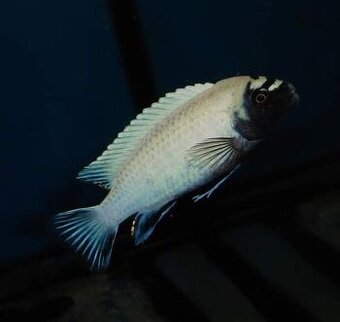 Africké cichlidy Malawi.