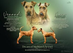 Irish Terrier - Írsky teriér - 1