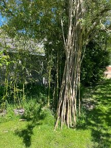Bambus a bambusové tyče - 1