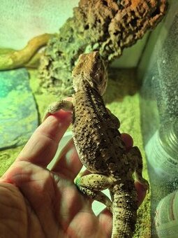 Agama trpaslíčia(Pogona Henrylawsoni)