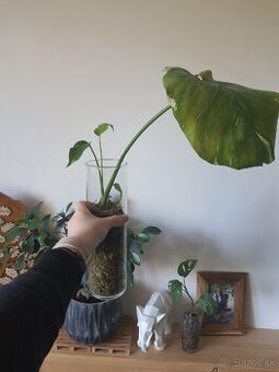 Odrezky monstera thai constellation