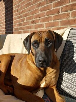 Rhodesian ridgeback