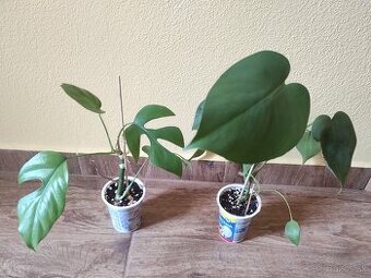 MONSTERA