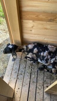 anglonubijská koza