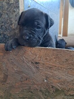 Cane Corso
