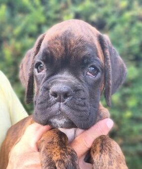 Nemecký boxer