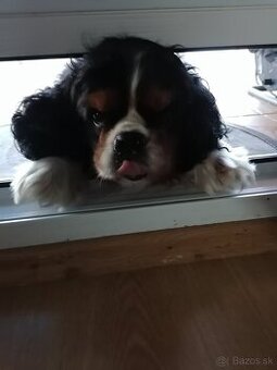 Cavalier king charles