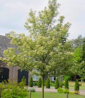 Javor Flamingo jasenolistý 160/180cm v črepníku