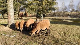 Predám kamerunské ovce