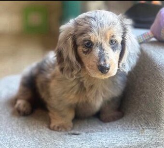 Šteniatka jazvečíka na adopciu.