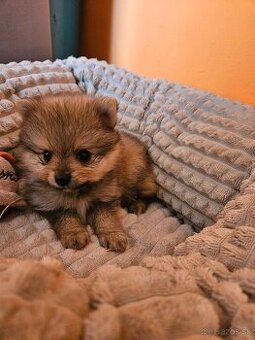 Predám sučku Nemeckého trpasličieho špica oranžoveho