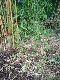 Bambus invazivny nové rastliny