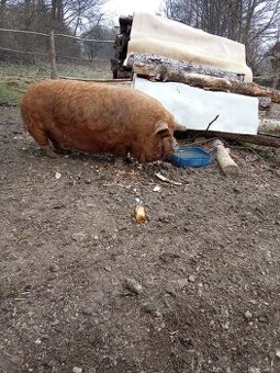 Kune kune