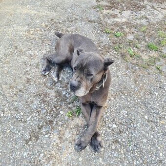 Darujem fenku Cane Corso