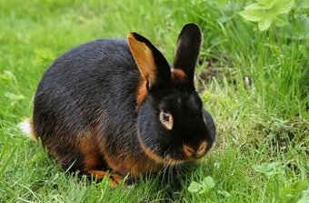 Zajac 🐰