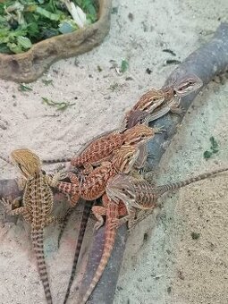 Agama bradatá - mláďatá