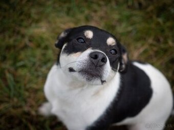 Jack Russell Terier - parson - ponuka na krytie - 1