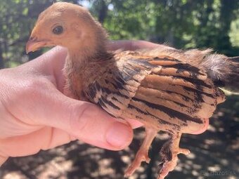 Kuriatka zdrobnena sliepocka