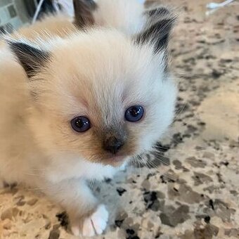 Ragdoll mačiatka
