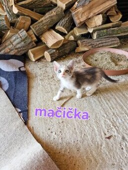 Darujem maciatka