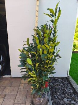 Cervienka Vavrinivec