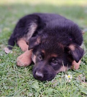 Nemecký ovčiak-šteniatka