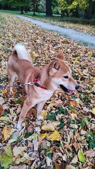 Shiba inu