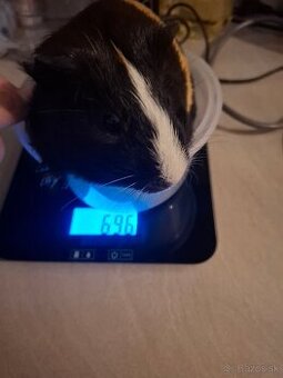 Morské prasiatko samička