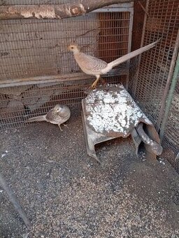 Bažant Zlato žltý 11.1.2026