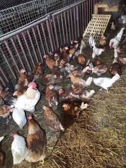 Ponúkam 2 ročne sliepky