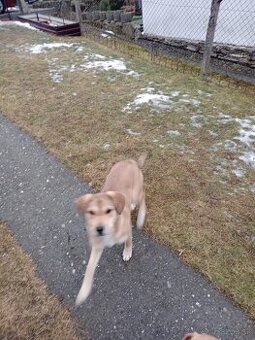 Darujem šteniatko fenku.