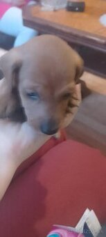 Jazvečík  trpazliči