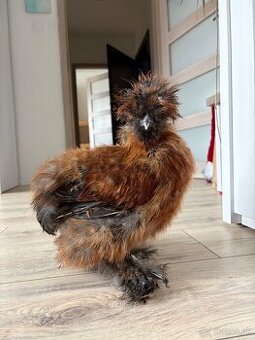 Kohútik- hodvabnička USA